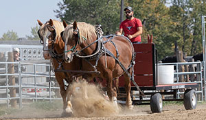 Chore Horse Competition