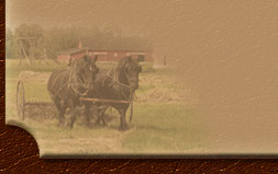 Percheron Horses - Bar U Ranch